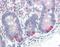 Prolyl 4-Hydroxylase Subunit Beta antibody, NBP1-40137, Novus Biologicals, Immunohistochemistry paraffin image 