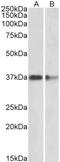 Protein Arginine Methyltransferase 2 antibody, LS-C186587, Lifespan Biosciences, Western Blot image 