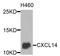 C-X-C Motif Chemokine Ligand 14 antibody, STJ111899, St John