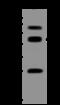 Acyl-CoA Thioesterase 1 antibody, 207747-T46, Sino Biological, Western Blot image 