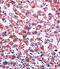 Cytochrome P450 Family 2 Subfamily C Member 9 antibody, abx033736, Abbexa, Immunohistochemistry frozen image 