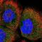 COP9 Signalosome Subunit 7B antibody, NBP1-85433, Novus Biologicals, Immunocytochemistry image 