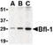 BCL2 Related Protein A1 antibody, LS-B450, Lifespan Biosciences, Western Blot image 