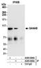 G2an antibody, A305-004A, Bethyl Labs, Immunoprecipitation image 