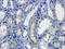 Fatty Acid Amide Hydrolase antibody, orb191470, Biorbyt, Immunohistochemistry paraffin image 