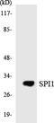 Spi-1 Proto-Oncogene antibody, EKC1684, Boster Biological Technology, Western Blot image 