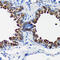 Secretoglobin Family 1A Member 1 antibody, 16-828, ProSci, Immunohistochemistry frozen image 