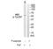 Hematopoietic Cell-Specific Lyn Substrate 1 antibody, TA314003, Origene, Western Blot image 