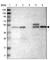 Solute Carrier Family 43 Member 1 antibody, HPA018813, Atlas Antibodies, Western Blot image 