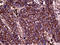 60S ribosomal protein L10a antibody, LS-C794980, Lifespan Biosciences, Immunohistochemistry paraffin image 
