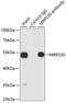 Mitochondrial Ribosomal Protein S30 antibody, GTX54320, GeneTex, Immunoprecipitation image 