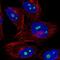 NOC3 Like DNA Replication Regulator antibody, PA5-66939, Invitrogen Antibodies, Immunofluorescence image 