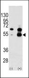 VPF antibody, TA302292, Origene, Western Blot image 