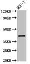 Alpha-centractin antibody, CSB-PA001246EA01HU, Cusabio, Western Blot image 