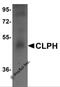 Calcium-binding and spermatid-specific protein 1 antibody, 5497, ProSci, Western Blot image 