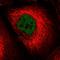 DNA Ligase 4 antibody, HPA057325, Atlas Antibodies, Immunofluorescence image 