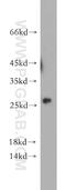 Chromosome 1 Open Reading Frame 50 antibody, 20957-1-AP, Proteintech Group, Western Blot image 