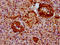 NOP53 Ribosome Biogenesis Factor antibody, CSB-PA885778LA01HU, Cusabio, Immunohistochemistry paraffin image 