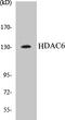 Histone Deacetylase 6 antibody, EKC1266, Boster Biological Technology, Western Blot image 