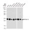 RAB11A, Member RAS Oncogene Family antibody, GTX02853, GeneTex, Western Blot image 