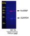IgG-heavy and light chain antibody, A90-317D6, Bethyl Labs, Western Blot image 