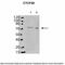 CCCTC-Binding Factor antibody, TA329206, Origene, Western Blot image 