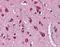 Neuregulin 3 antibody, NBP1-59338, Novus Biologicals, Immunohistochemistry paraffin image 