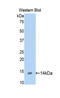 Bone Morphogenetic Protein 2 antibody, LS-C299459, Lifespan Biosciences, Western Blot image 