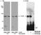 ATR Interacting Protein antibody, TA301615, Origene, Western Blot image 