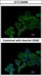 Group XV phospholipase A2 antibody, GTX120469, GeneTex, Immunofluorescence image 
