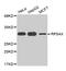 Ribosomal Protein S4 X-Linked antibody, MBS129214, MyBioSource, Western Blot image 
