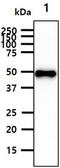 Cytoplasmic protein NCK1 antibody, MBS200274, MyBioSource, Western Blot image 