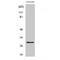 6-Phosphogluconolactonase antibody, LS-C385460, Lifespan Biosciences, Western Blot image 