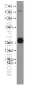 Inosine Triphosphatase antibody, 16134-1-AP, Proteintech Group, Western Blot image 