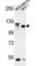 Protein transport protein Sec24C antibody, abx032305, Abbexa, Western Blot image 