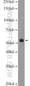 Clusterin Associated Protein 1 antibody, 17470-1-AP, Proteintech Group, Western Blot image 