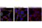 Sequestosome 1 antibody, 23214S, Cell Signaling Technology, Immunocytochemistry image 