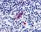 G Protein-Coupled Receptor 52 antibody, orb85139, Biorbyt, Immunohistochemistry paraffin image 