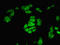 Cyclic AMP-responsive element-binding protein 3-like protein 2 antibody, LS-C377878, Lifespan Biosciences, Immunofluorescence image 