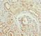 NIPP1 antibody, LS-C676298, Lifespan Biosciences, Immunohistochemistry paraffin image 
