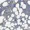 Protein THEMIS2 antibody, HPA031096, Atlas Antibodies, Immunohistochemistry frozen image 