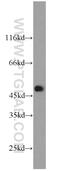 FCH And Double SH3 Domains 1 antibody, 23362-1-AP, Proteintech Group, Western Blot image 