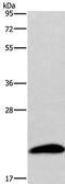 Aurora kinase A-interacting protein antibody, PA5-50356, Invitrogen Antibodies, Western Blot image 