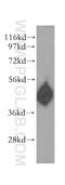 Serpin Family A Member 4 antibody, 11430-2-AP, Proteintech Group, Western Blot image 