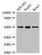Glial Cells Missing Transcription Factor 2 antibody, CSB-PA009324LA01HU, Cusabio, Western Blot image 