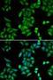 Recombination Signal Binding Protein For Immunoglobulin Kappa J Region antibody, LS-C334209, Lifespan Biosciences, Immunofluorescence image 