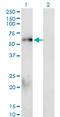 SMAD Family Member 1 antibody, LS-C133298, Lifespan Biosciences, Western Blot image 