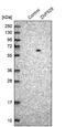 Zinc Finger Protein 529 antibody, NBP1-81396, Novus Biologicals, Western Blot image 