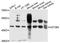 UDP Glucuronosyltransferase Family 2 Member B4 antibody, STJ26038, St John