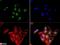 Insulin Like Growth Factor 2 Receptor antibody, NB300-514, Novus Biologicals, Immunofluorescence image 